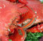 Coastal Catch - Seafood Delights